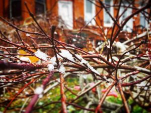 frost on trees